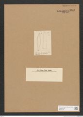 Diatomeae indet. Zeichnungen Sammlung Grunow Nr. 3554 (NHMW-BOT-W0371132)